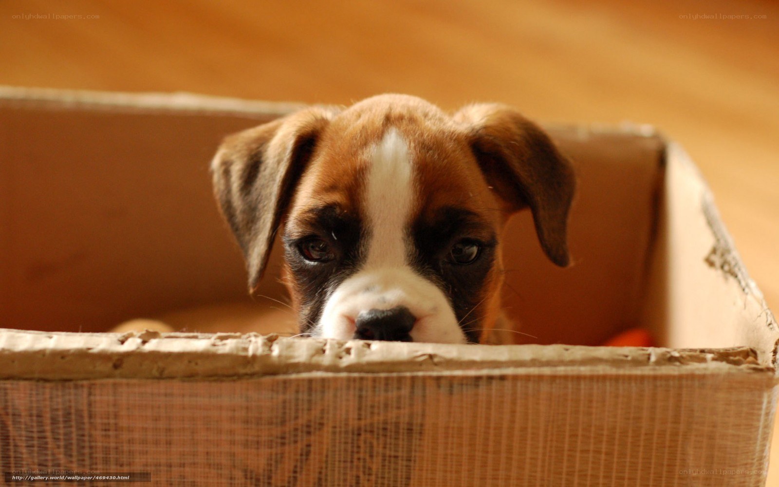 puppy in a cardboard box