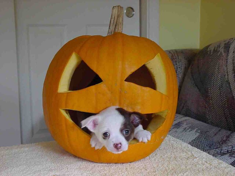 puppy in a carved pumpkin