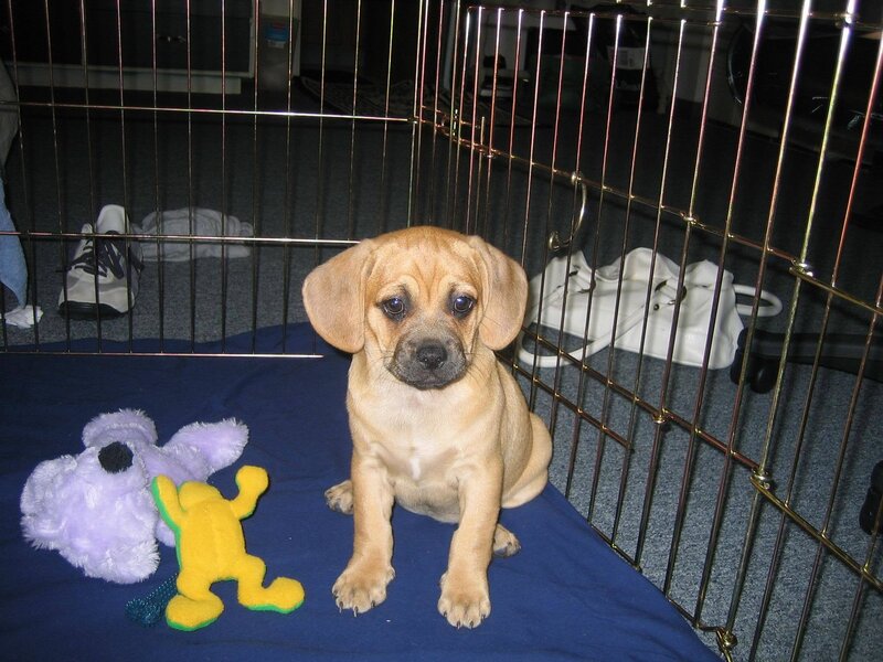 Puppy in a Crate — Blue
