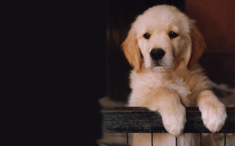 puppy in a crate