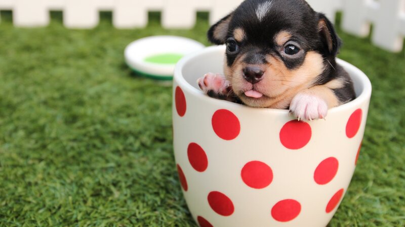 Puppy in a Cup — Green