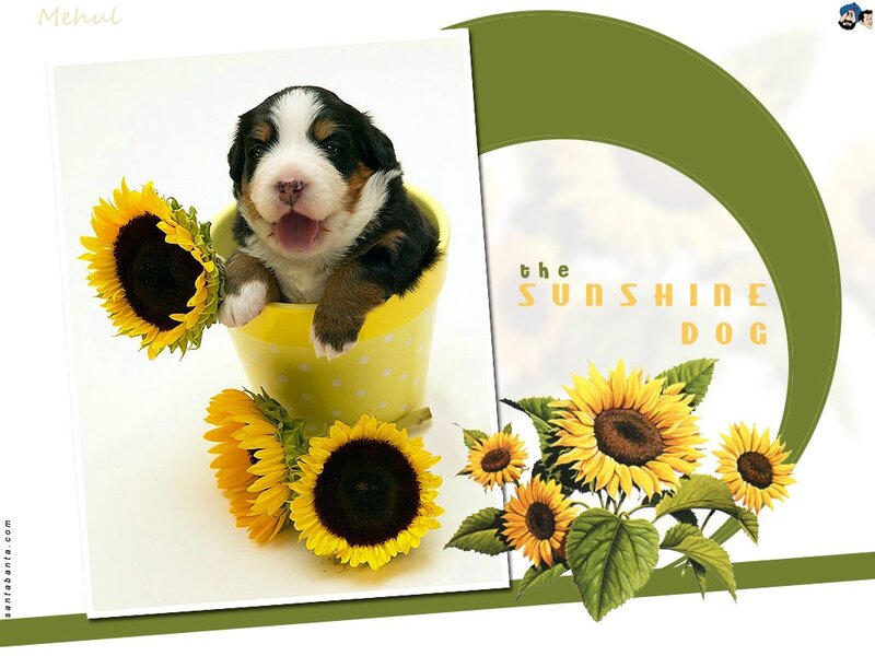 Puppy in a Cup — Yellow