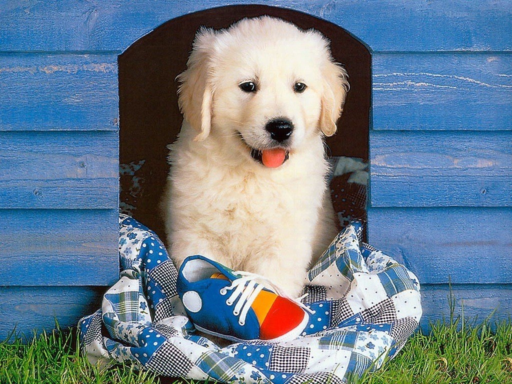 puppy in a doghouse
