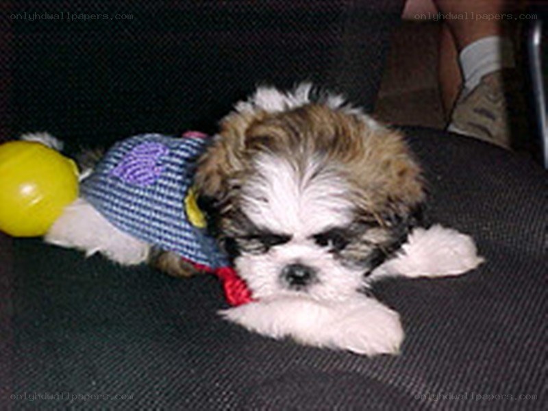 puppy in a dress