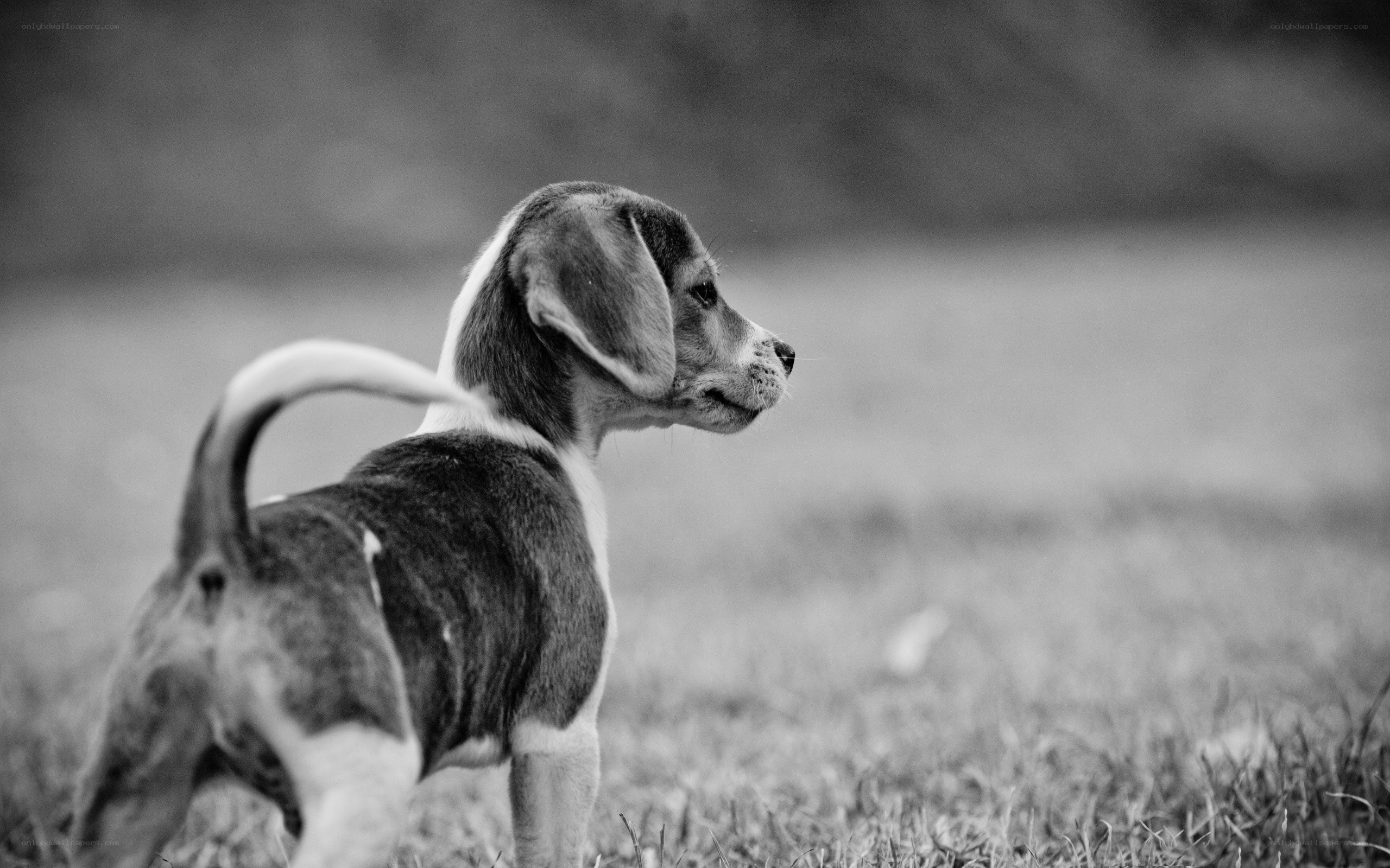 puppy in a field