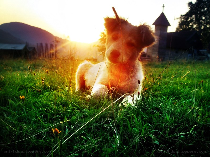 puppy in a field at sunset