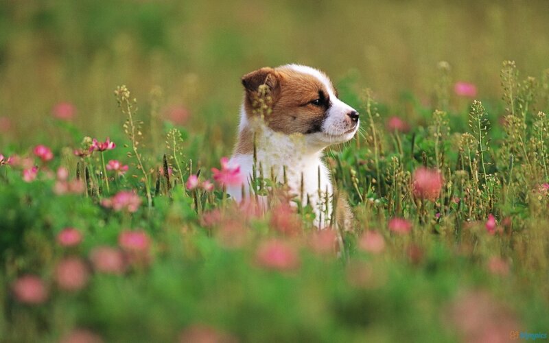 Puppy in a Field — Green, Serene, Afternoon