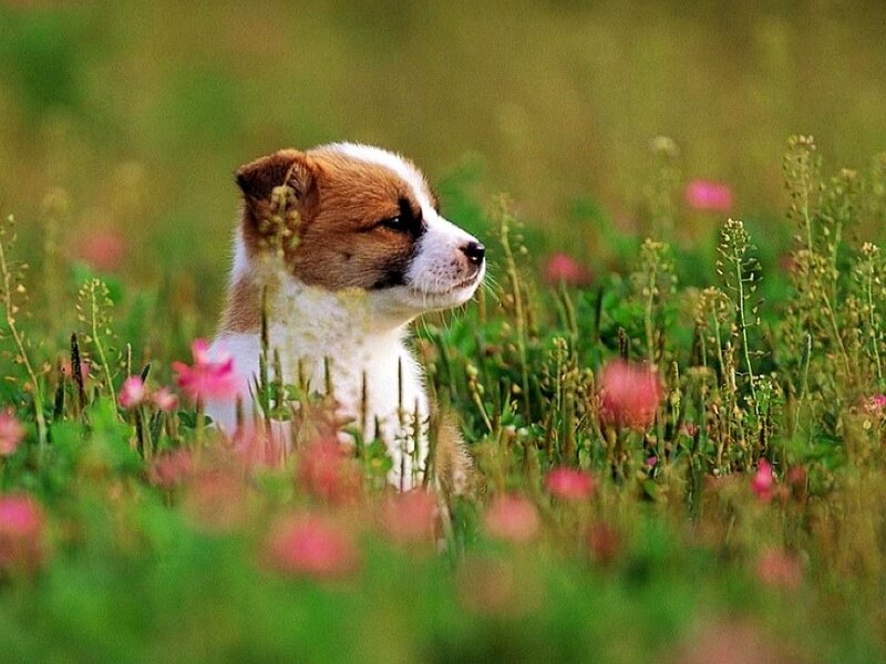 Puppy in a Field — Green