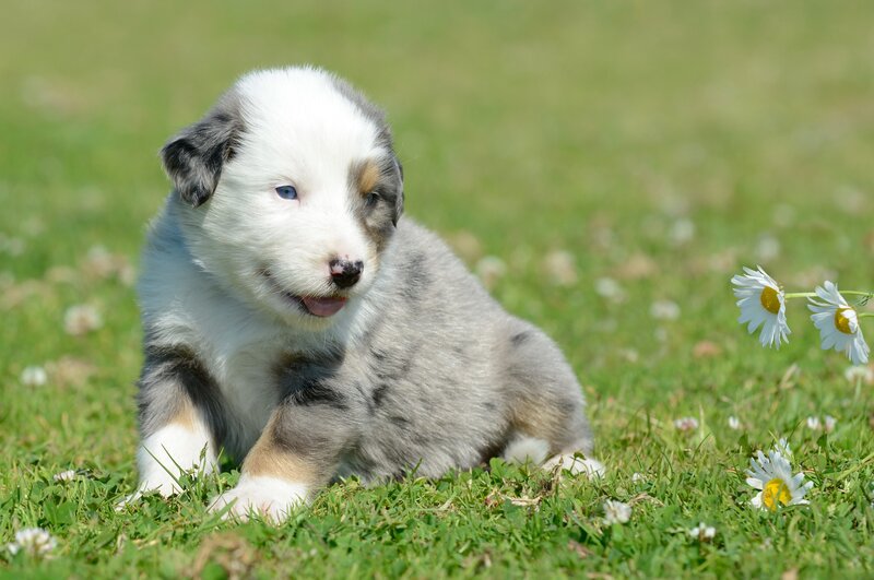 Puppy in a field of daisies