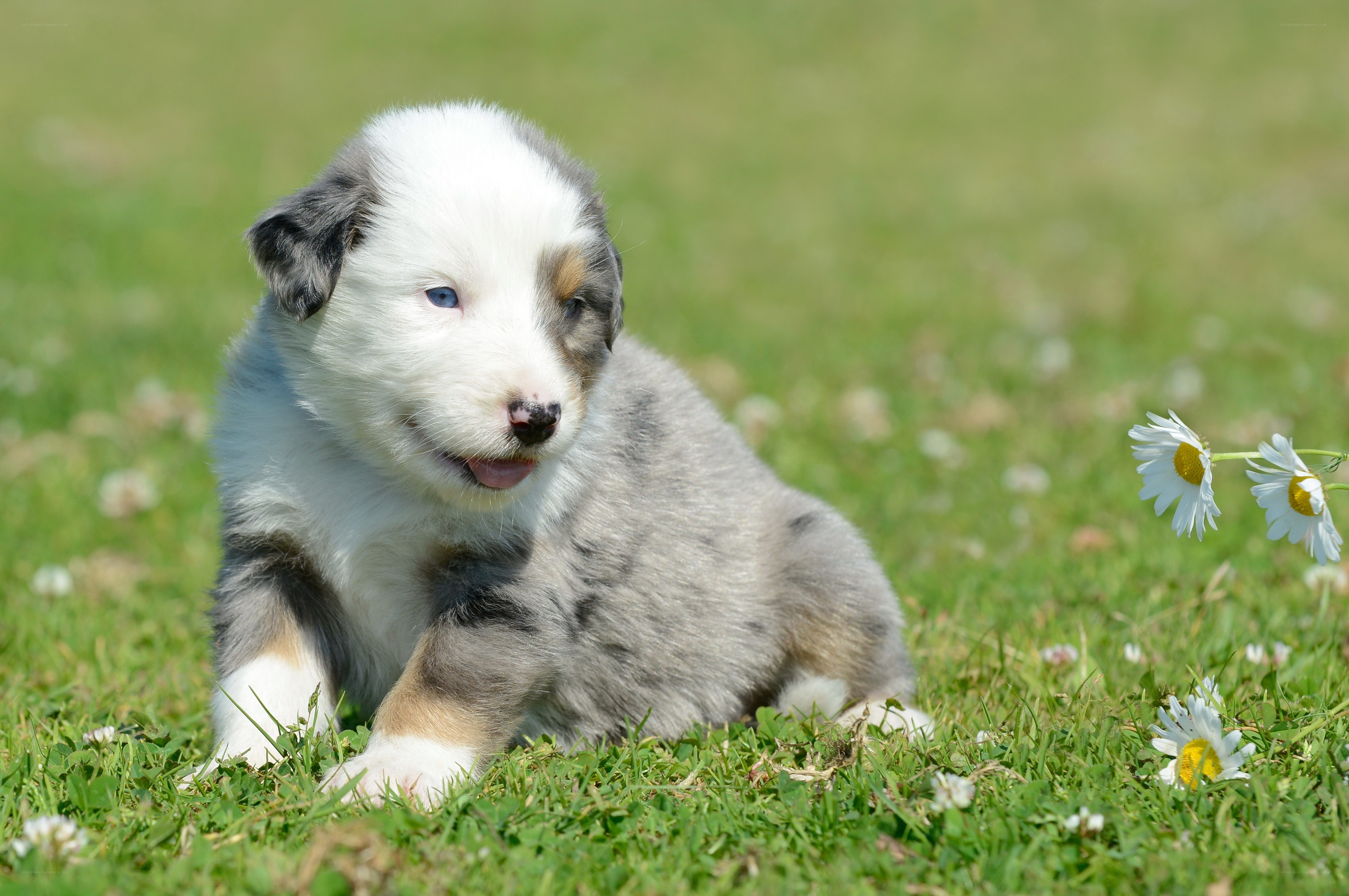 Puppy in a field of daisies