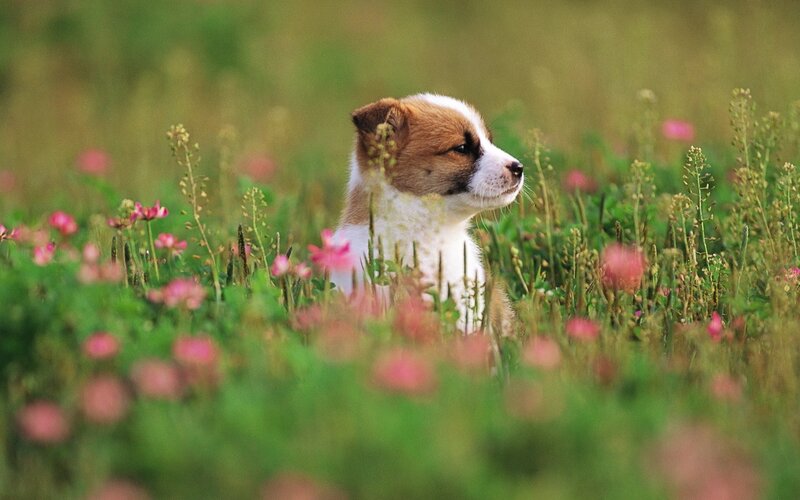 Puppy in a field of flowers