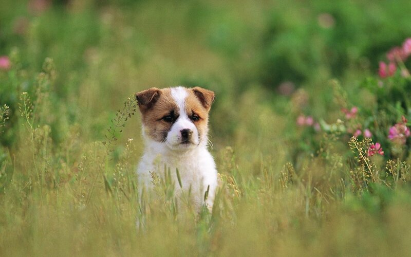 puppy in a field of grass