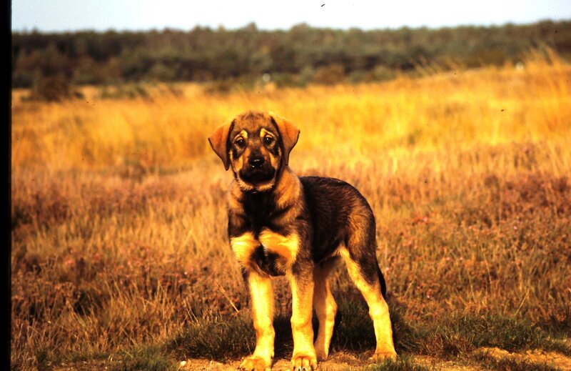Puppy in a Field — Yellow