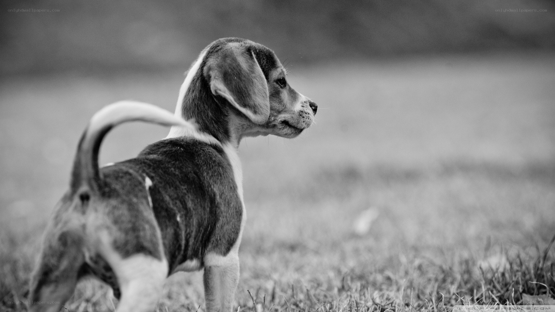 puppy in a field