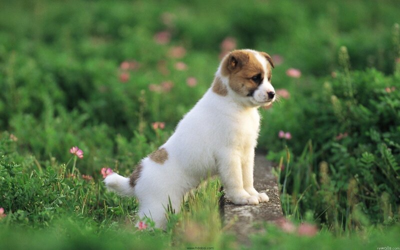 puppy in a flower field