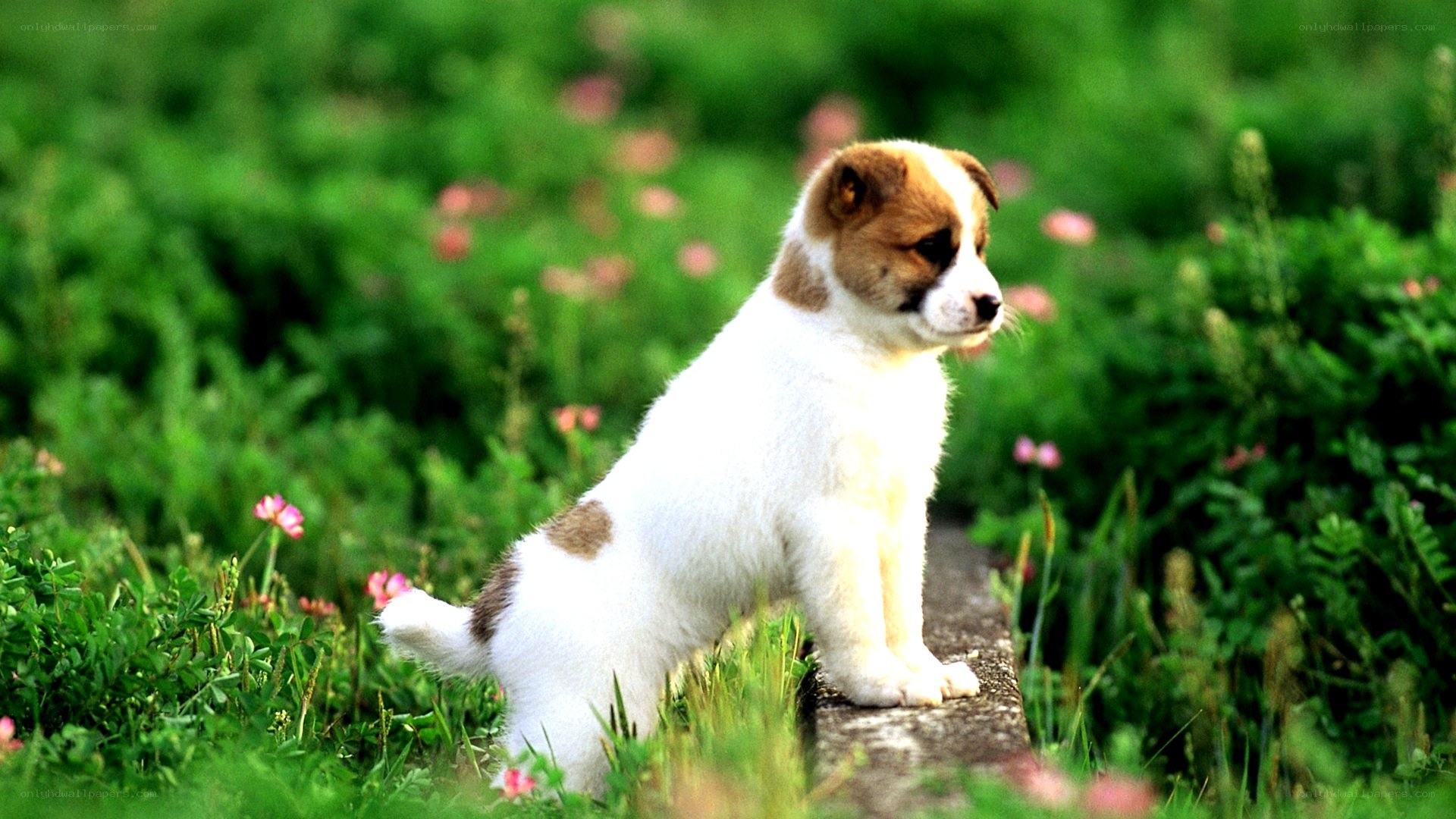 puppy in a flower field