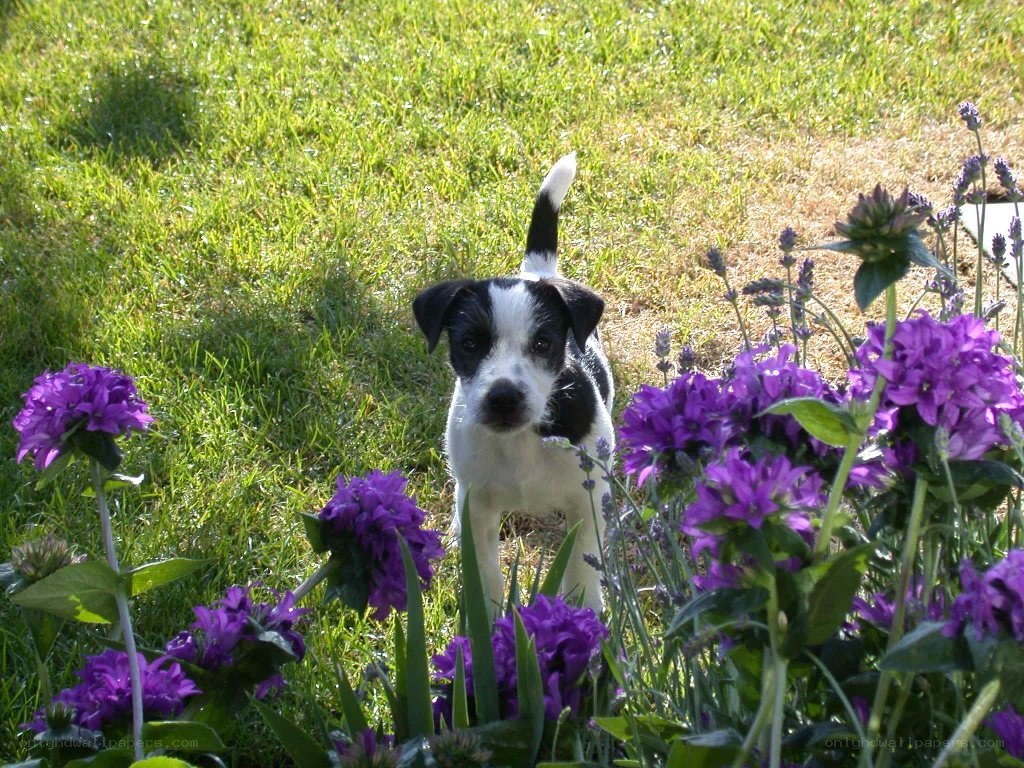 Puppy in a flower garden