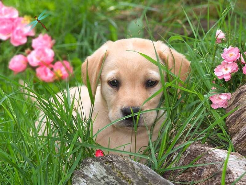 puppy in a flower garden