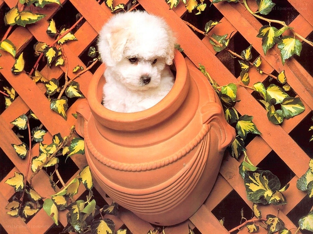 puppy in a flower pot