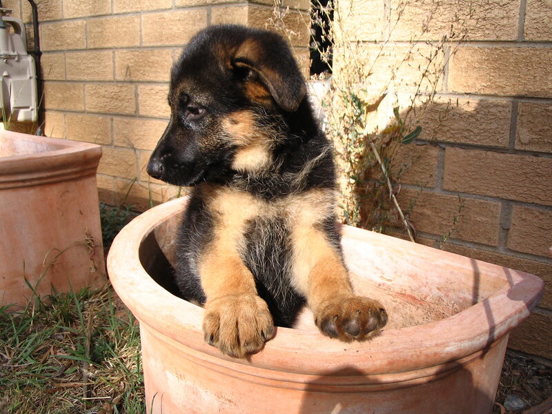 puppy in a flower pot