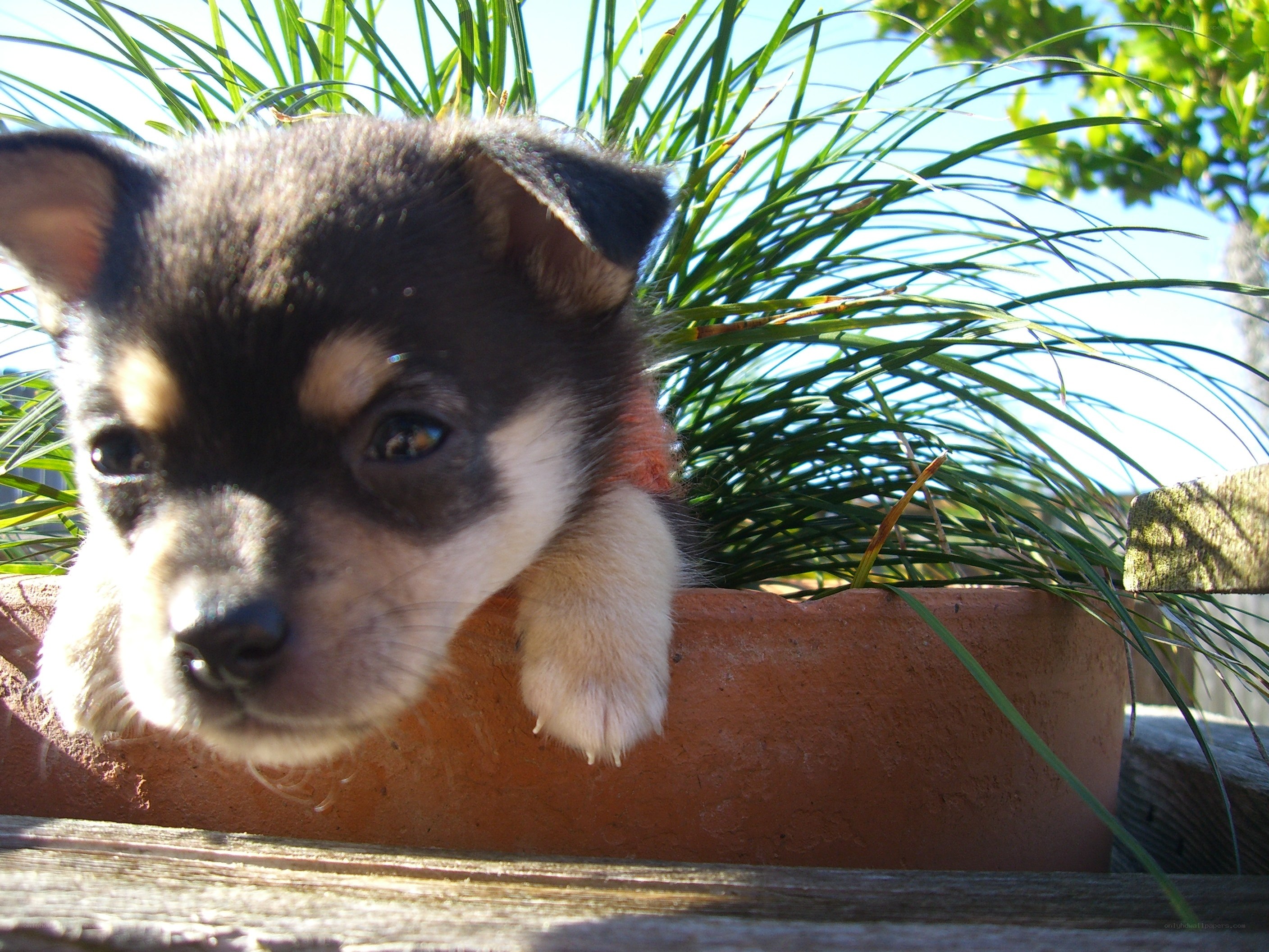 puppy in a flower pot