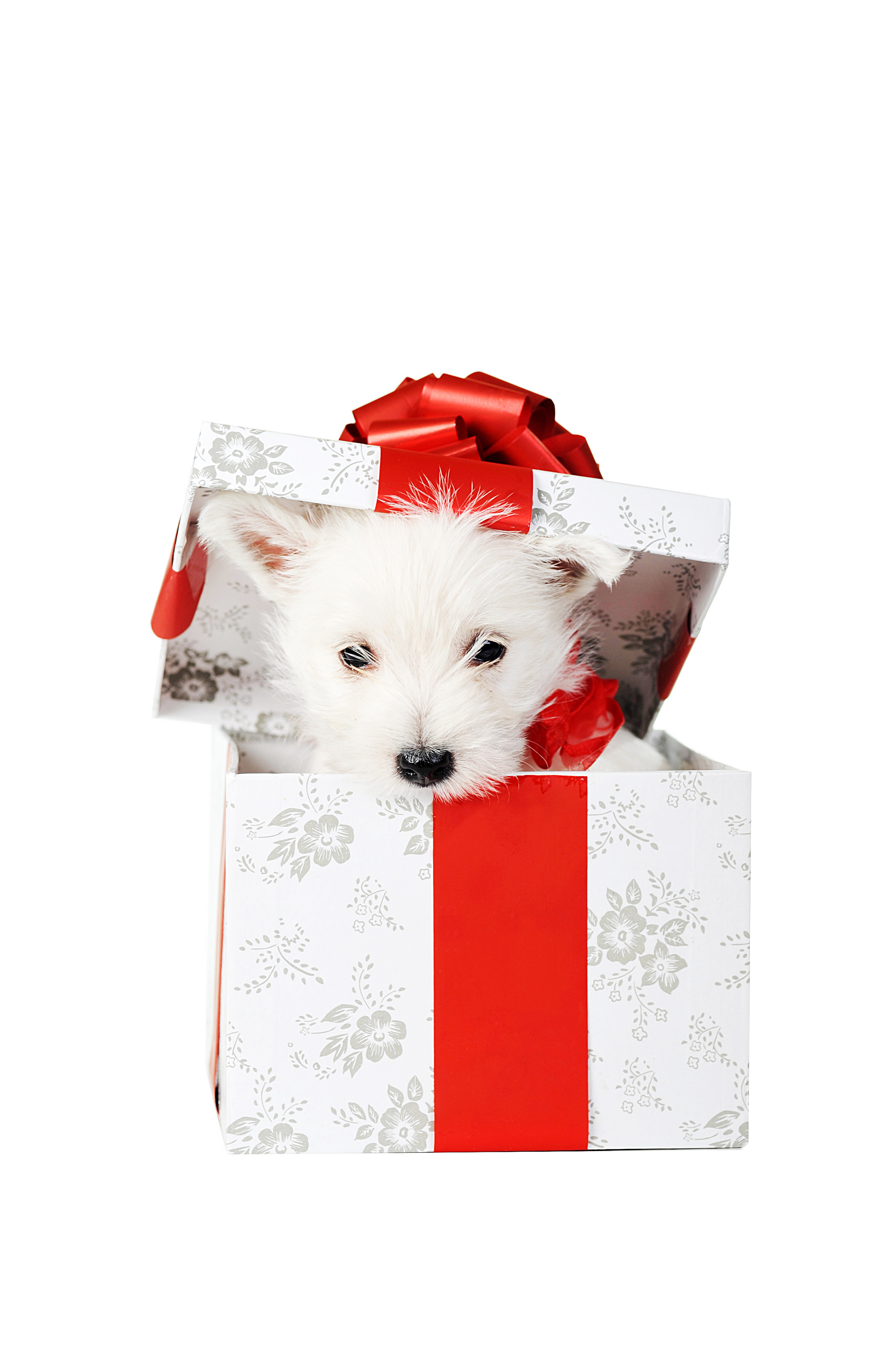 puppy in a gift box