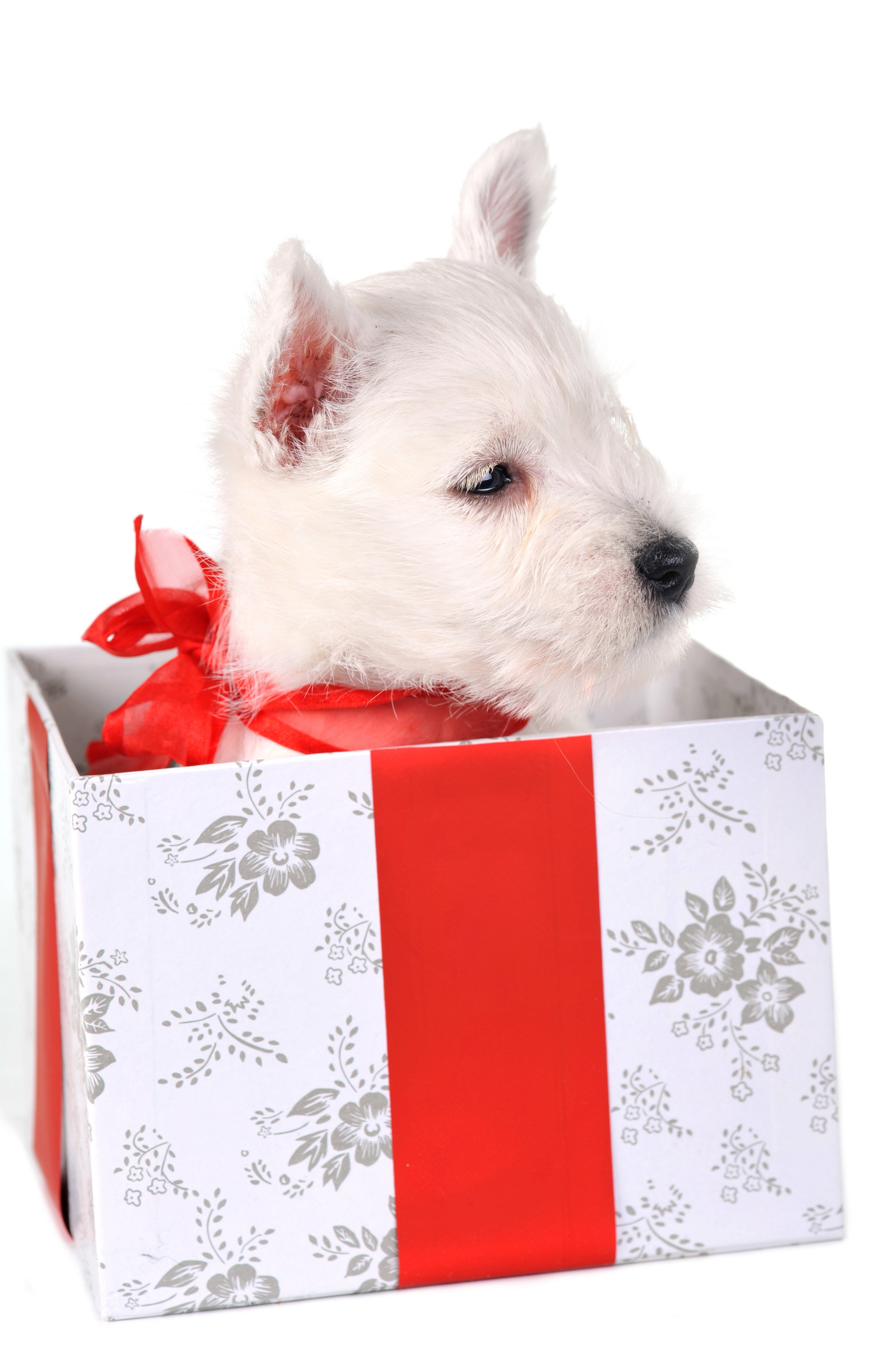 puppy in a gift box