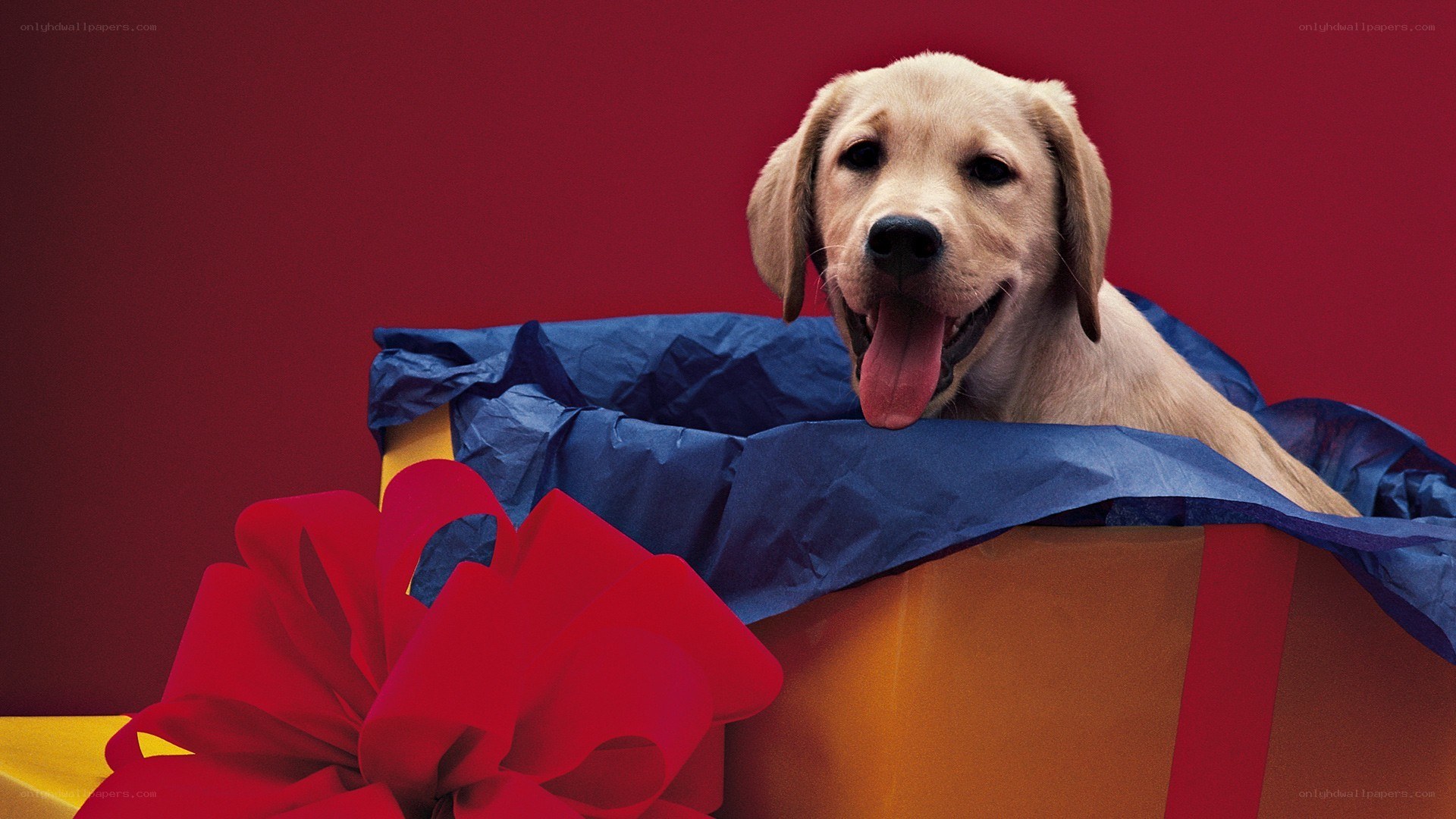 puppy in a gift box