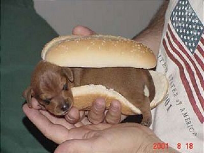 puppy in a hot dog bun