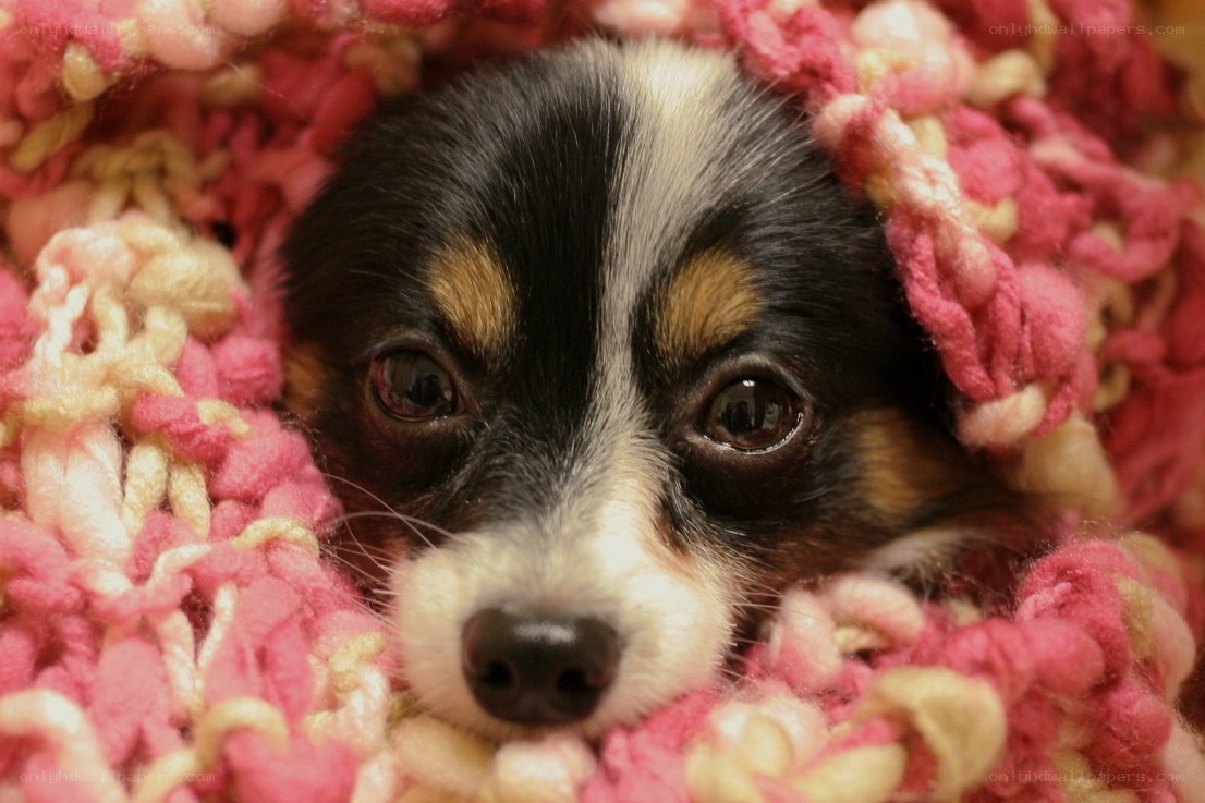 puppy in a knitted blanket