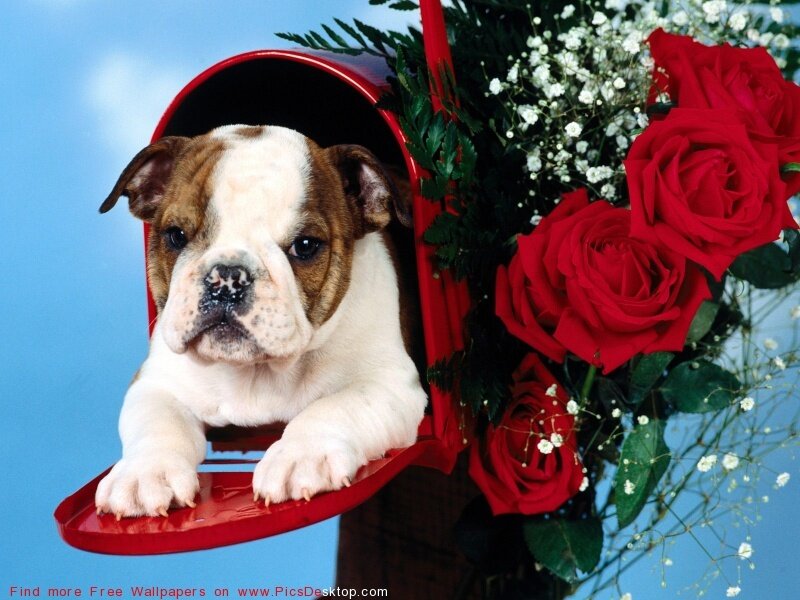 puppy in a mailbox
