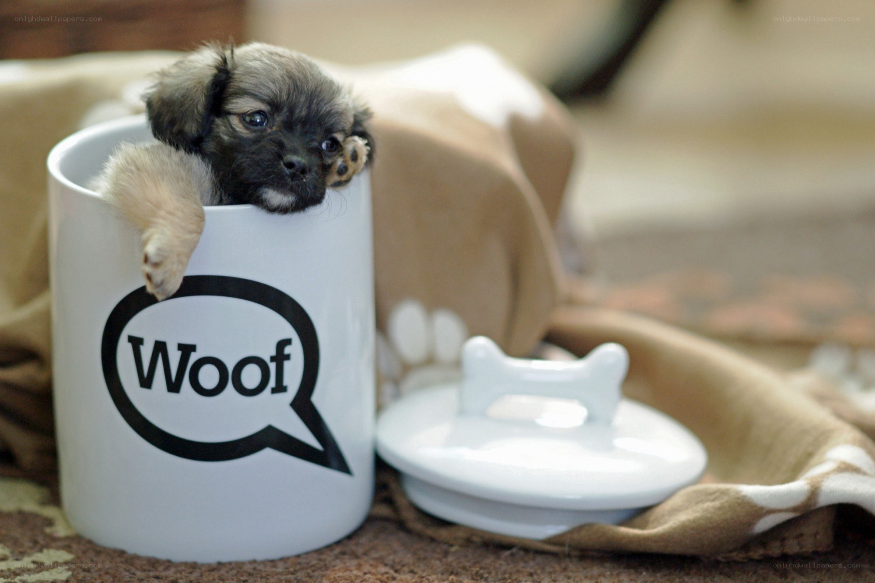 Puppy in a mug