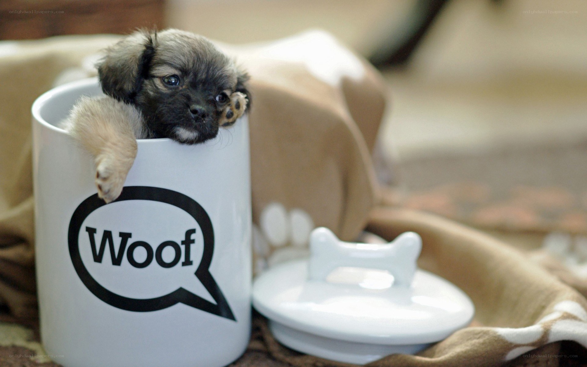 puppy in a mug