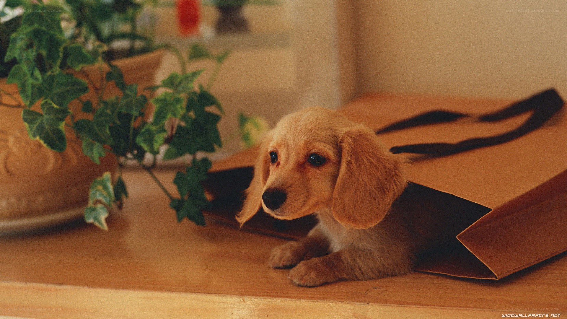 puppy in a paper bag