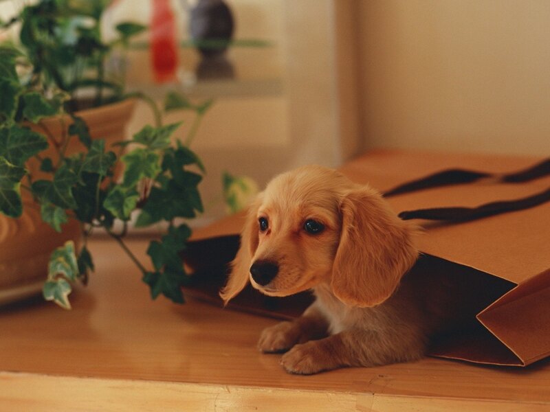 Puppy in a paper bag