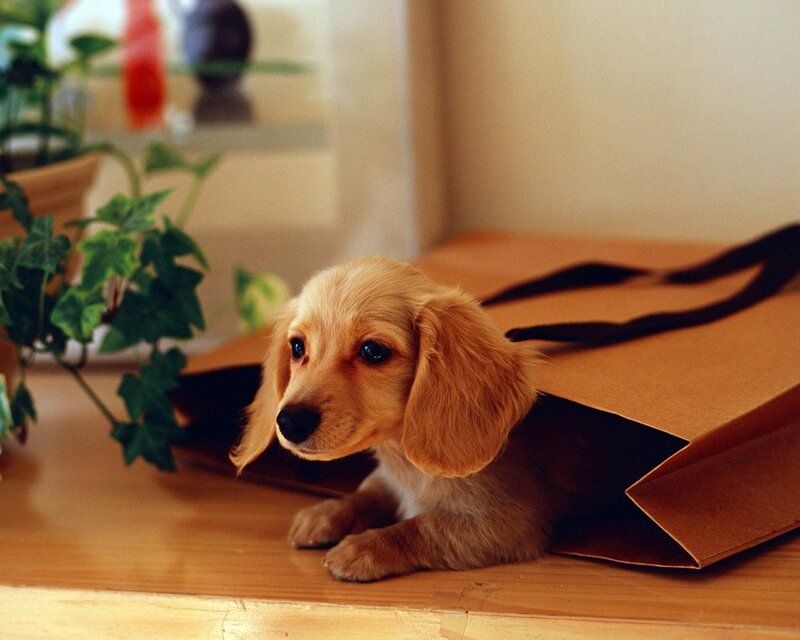 puppy in a paper bag