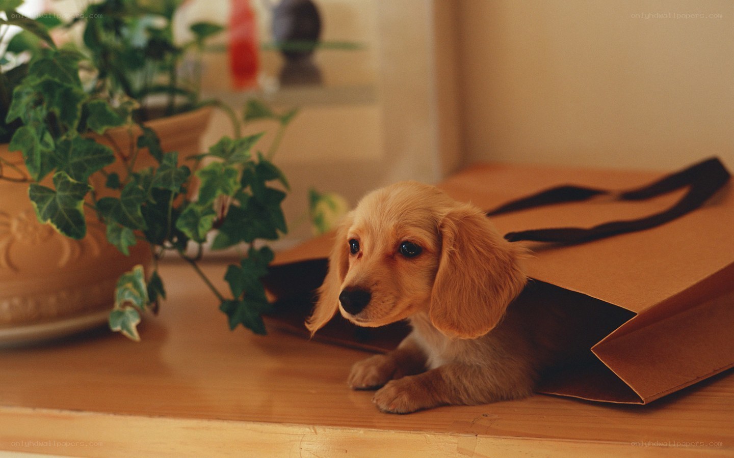 puppy in a paper bag