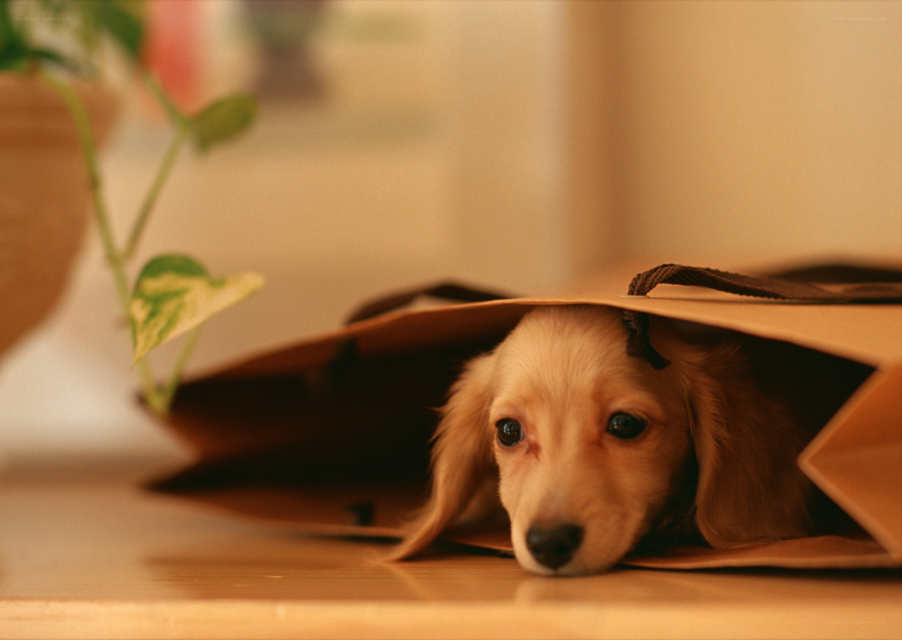 puppy in a paper bag