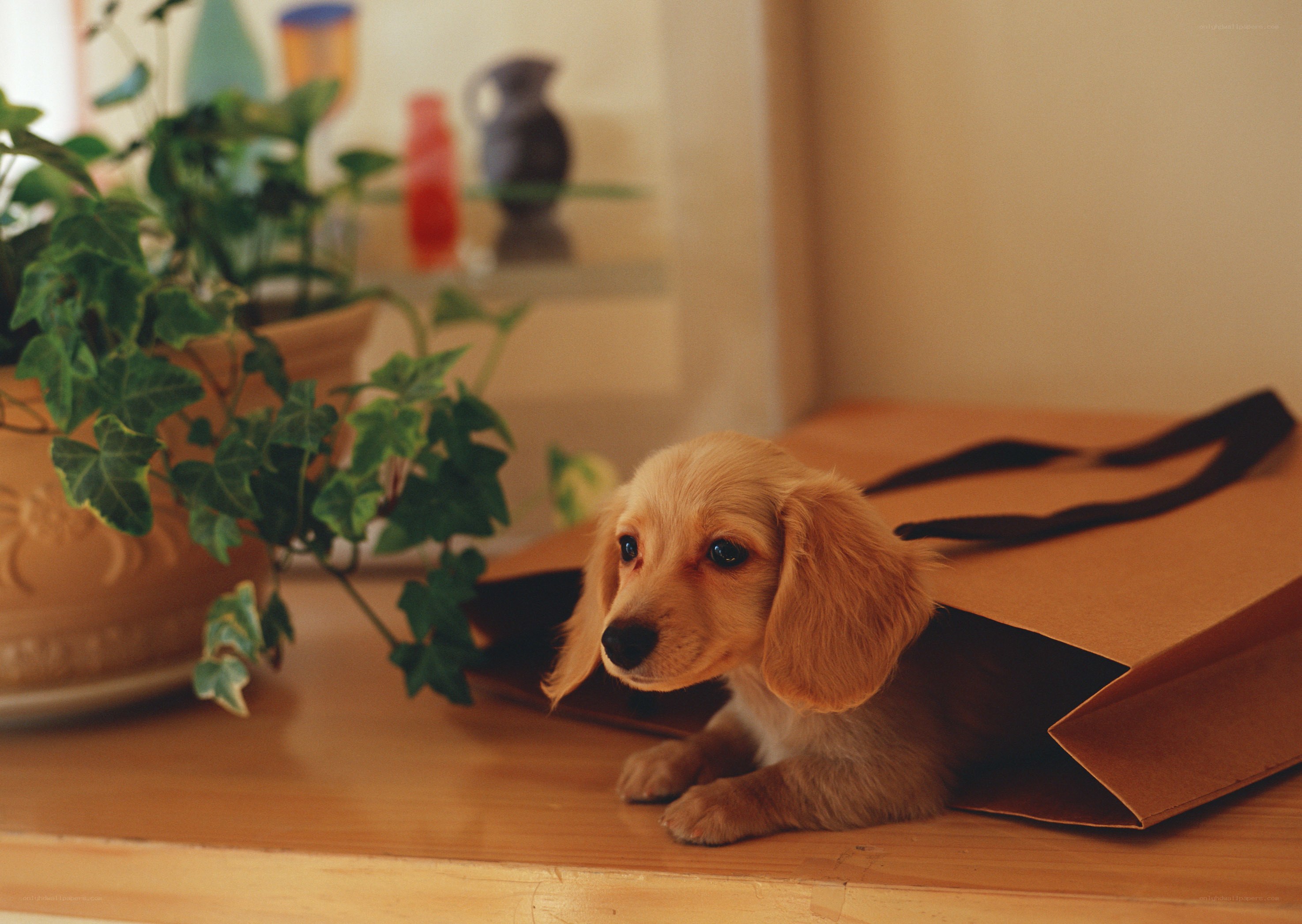Puppy in a paper bag
