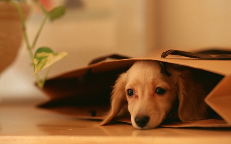 puppy in a paper bag