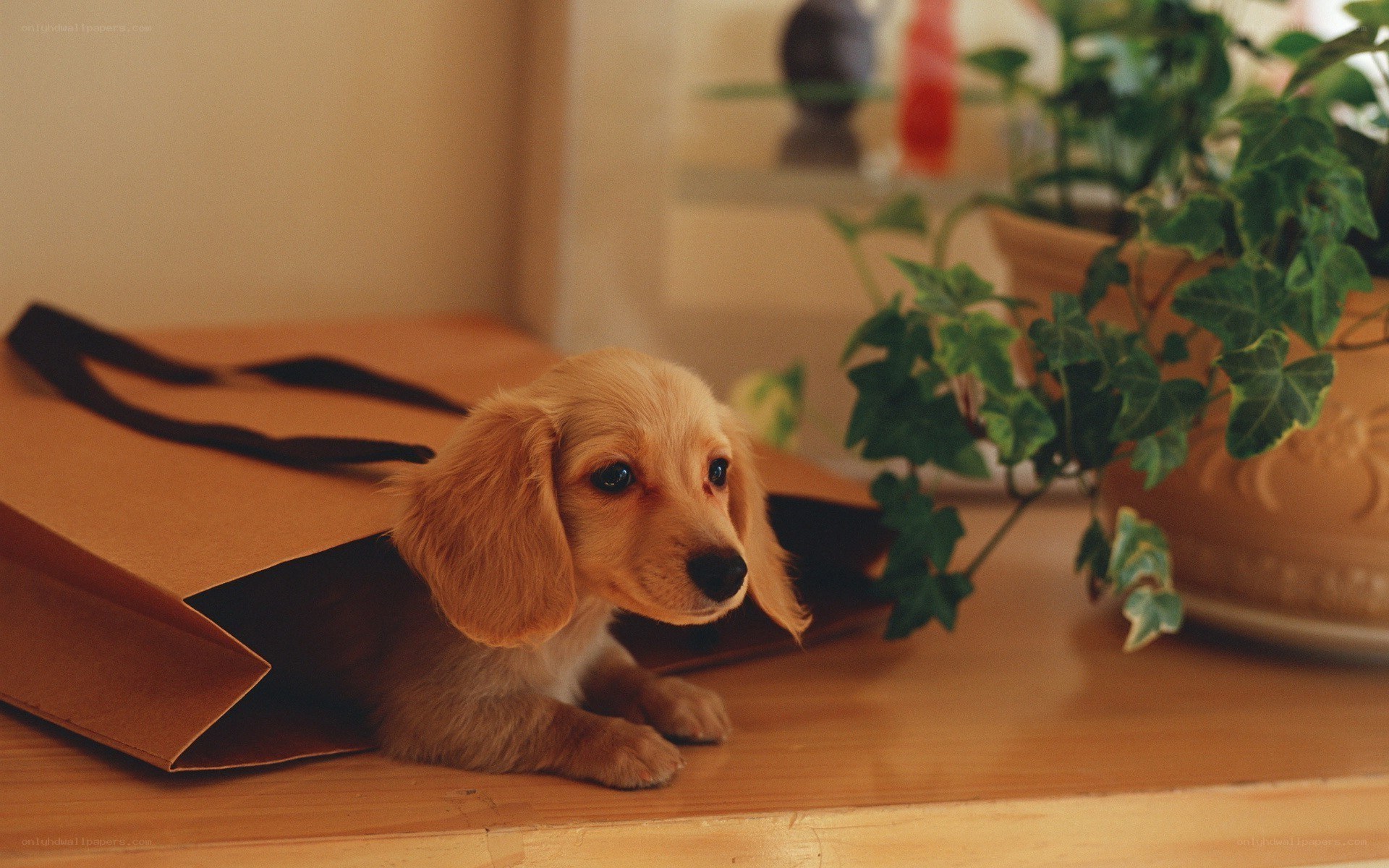 puppy in a paper bag