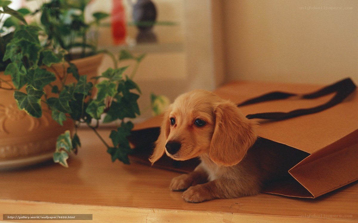 puppy in a paper bag