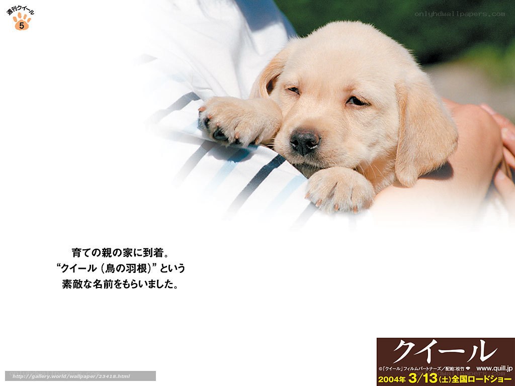 Puppy in a person's arms