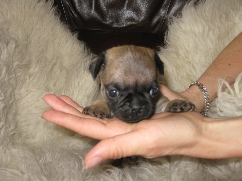 Puppy in a person's hands
