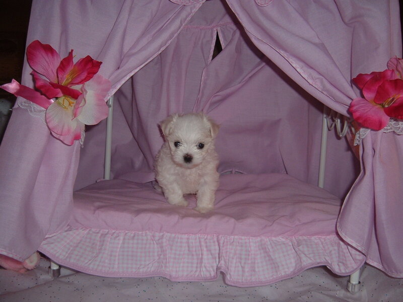 Puppy in a pink bed
