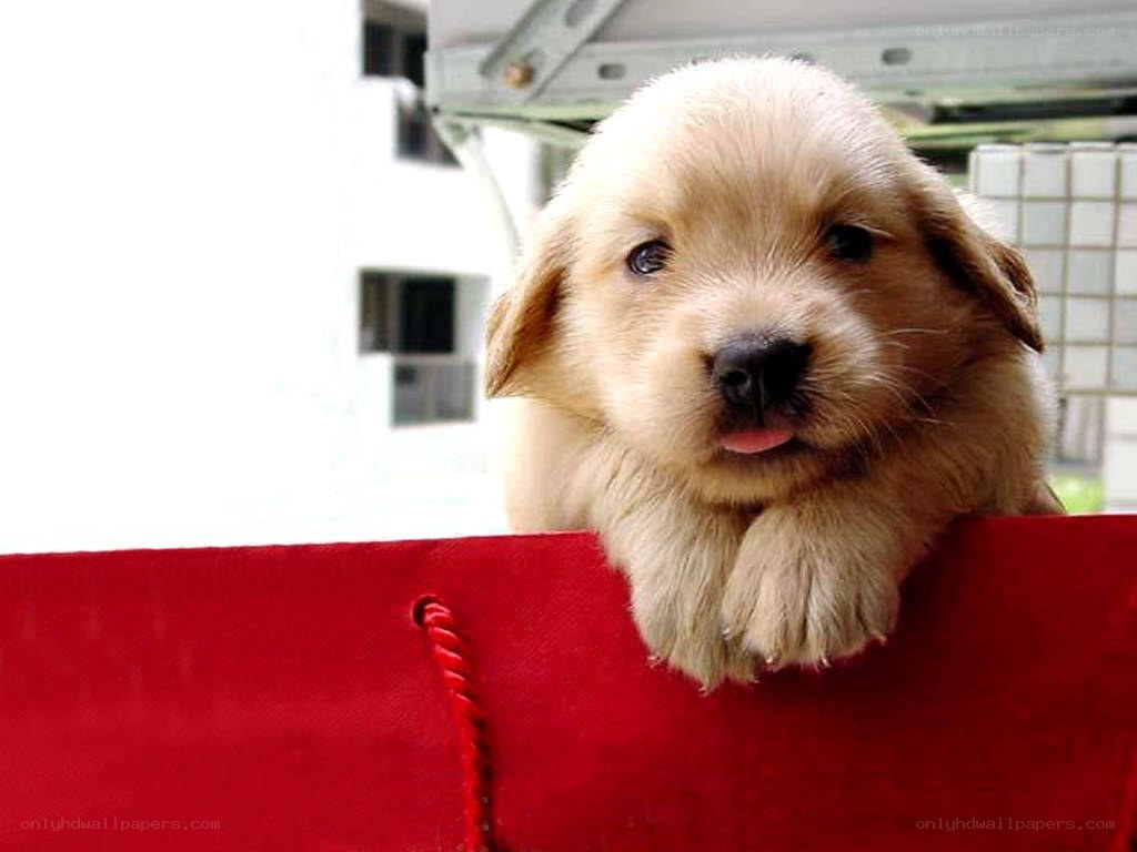 puppy in a red bag
