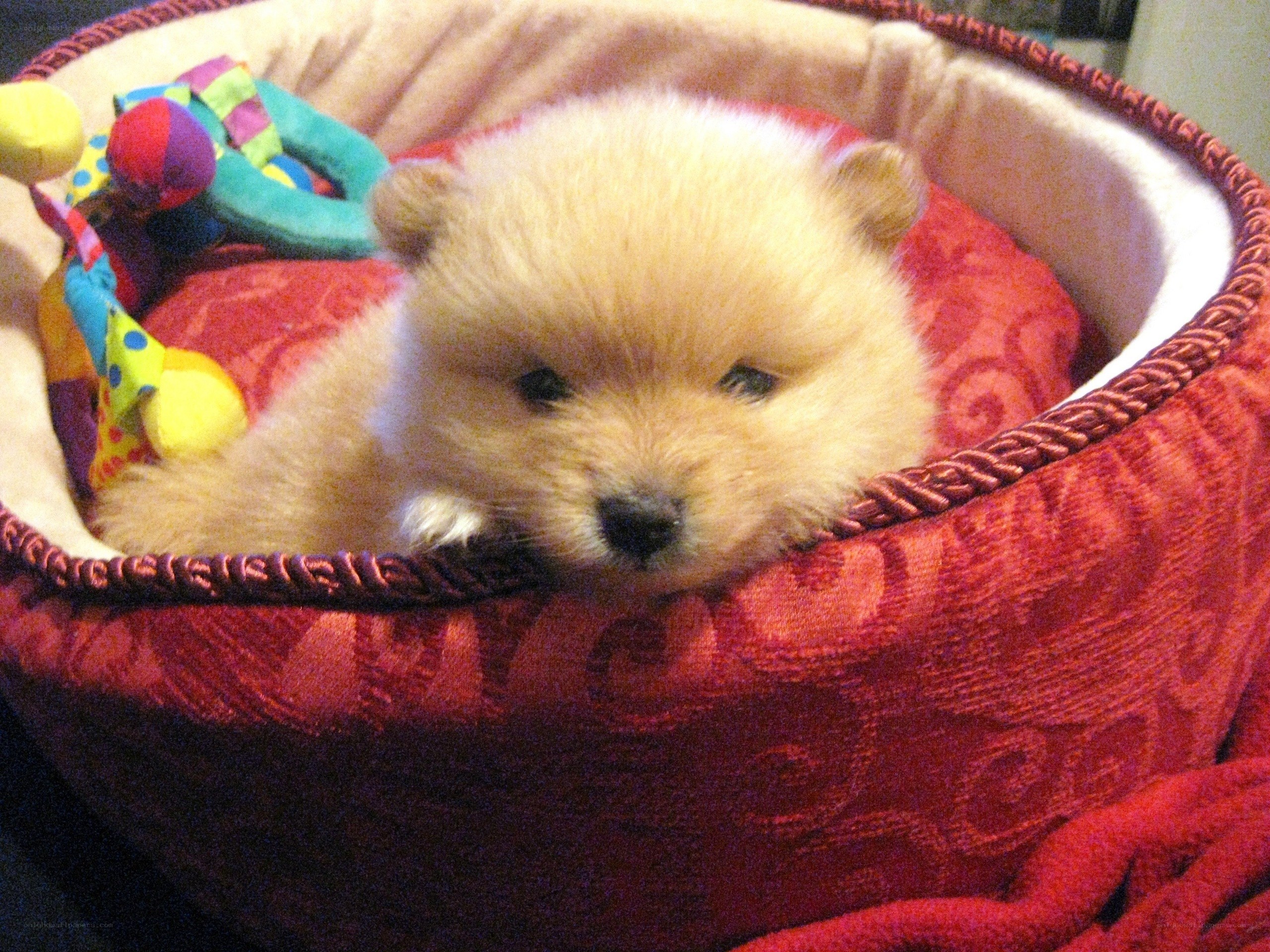 Puppy in a red bed