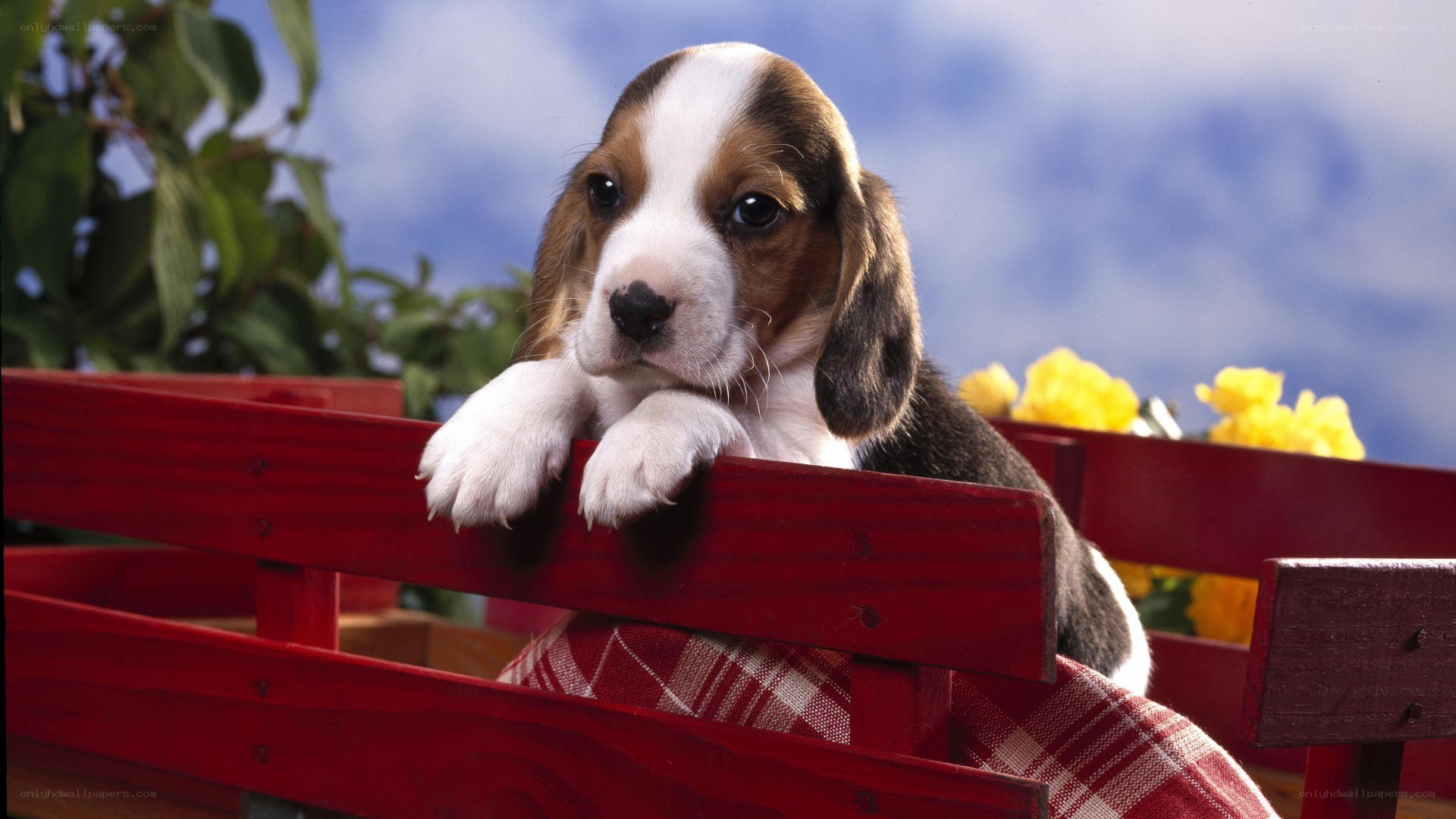 puppy in a red wagon