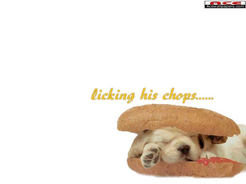 puppy in a sandwich