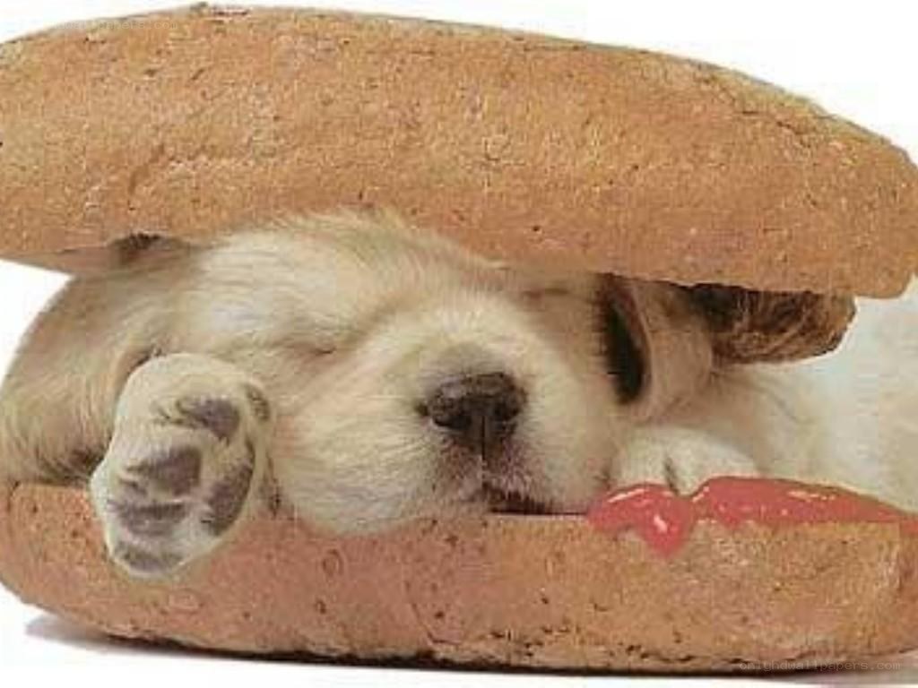 puppy in a sandwich